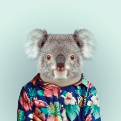 zoo-portraits-photos-animaux-fashion-habilles-koala